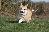 CORGI PEMBROKE 830